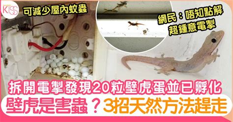 壁虎蛋風水|在風水學中：家裡進壁虎是什麼寓意？4種預兆要「小心」了